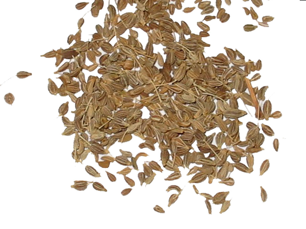 aniseed.jpg